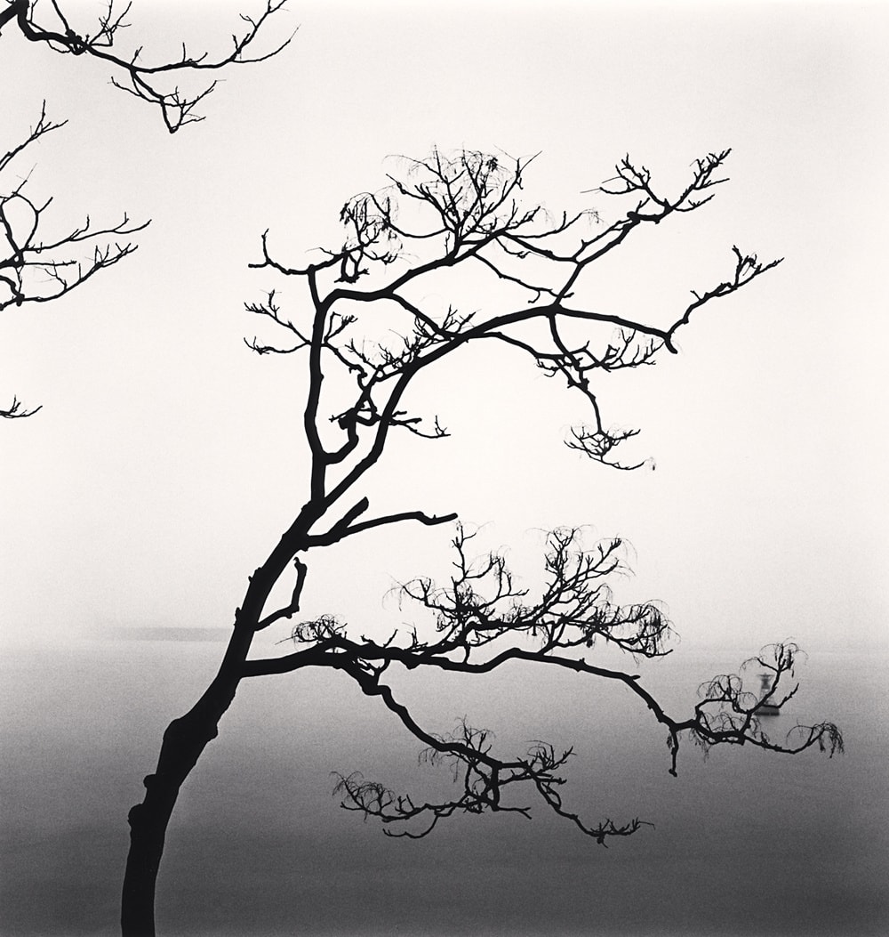 Michael Kenna, Ailanthus Tree and Yangze River, Study 1, Nantong, Jiangsu, 2015 (Printed 2016)