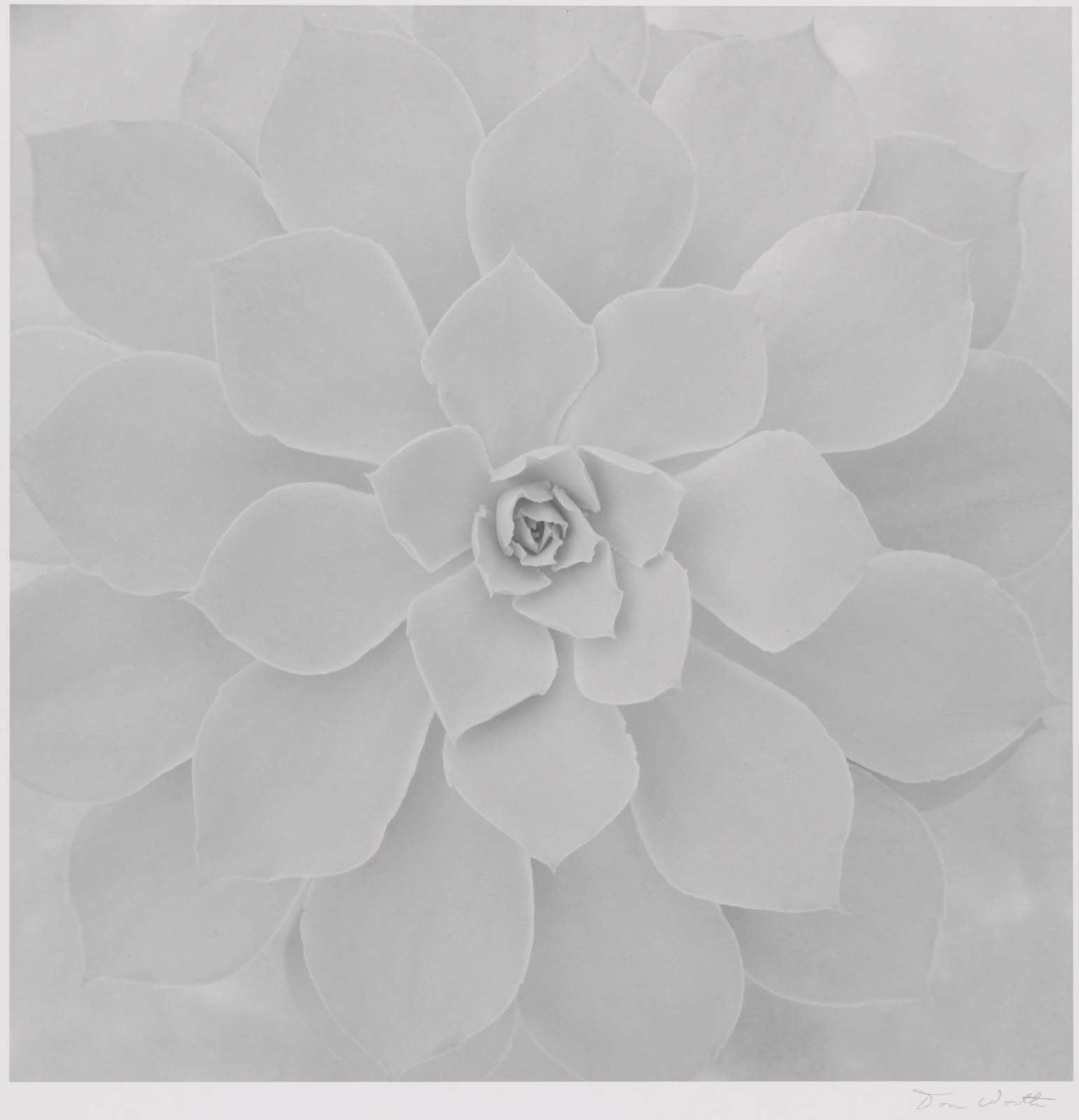 Don Worth, Succulent: Echeveria 'Morning Light', 1972/ printed 2001