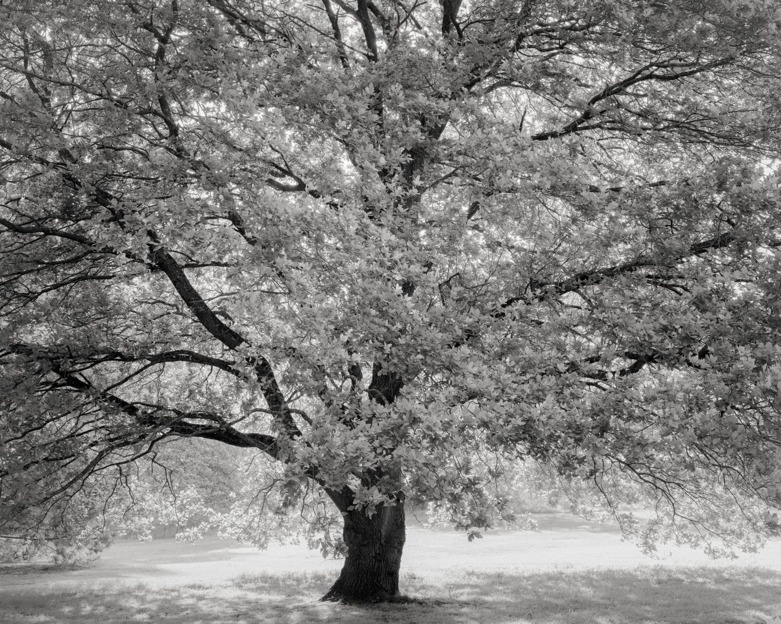 Jeffrey Conley, Tree and Morning Light, Sissinghurst, UK, 2022, Printed 2025