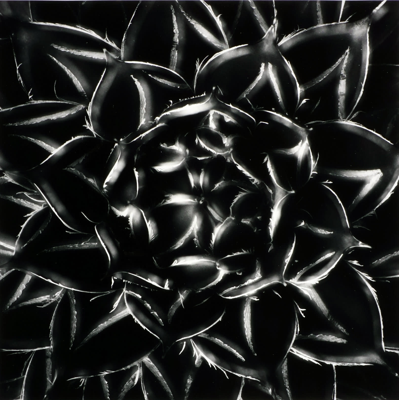 Don Worth, Agave Filifera Var. Compacta, CA, 1969 (Printed 2000's)