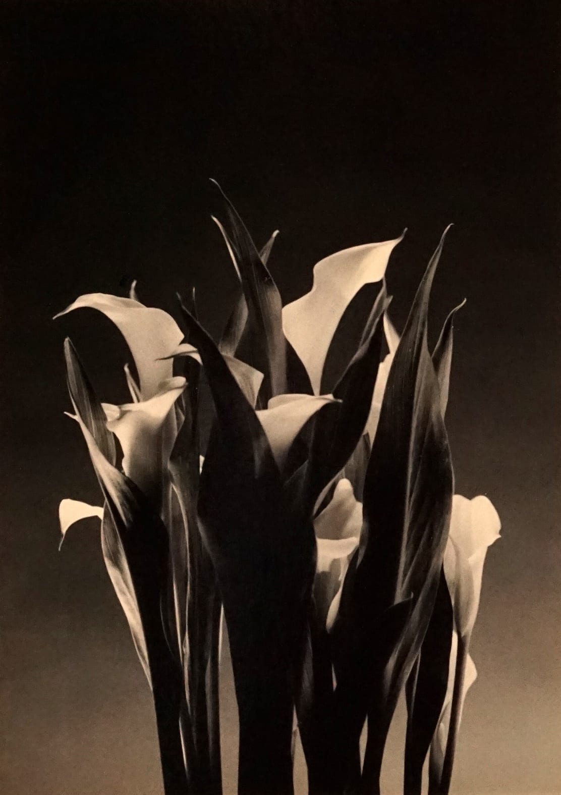 Ernesto Esquer, Calla Lillies, 2014 (Printed 2018)