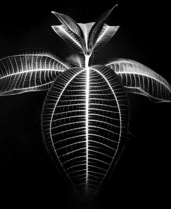 Don Worth, Miconia Magnifica, California, 1977