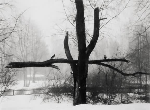 Pentti Sammallahti, Helsinki, Finland (Two Birds on Branch), 2002