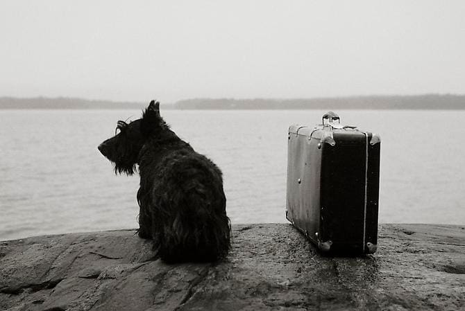 Kristoffer Albrecht, Dog with Suitcase, 1982 | Peter Fetterman Gallery