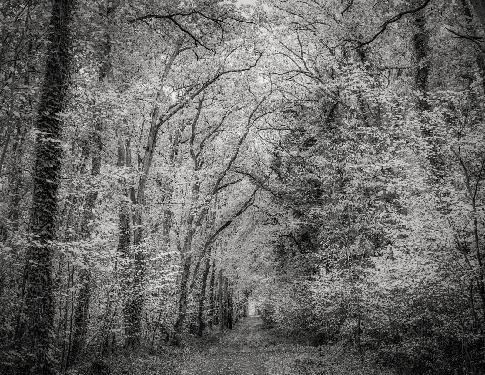 Jeffrey Conley, Forest Path, France, 2018, Printed 2024