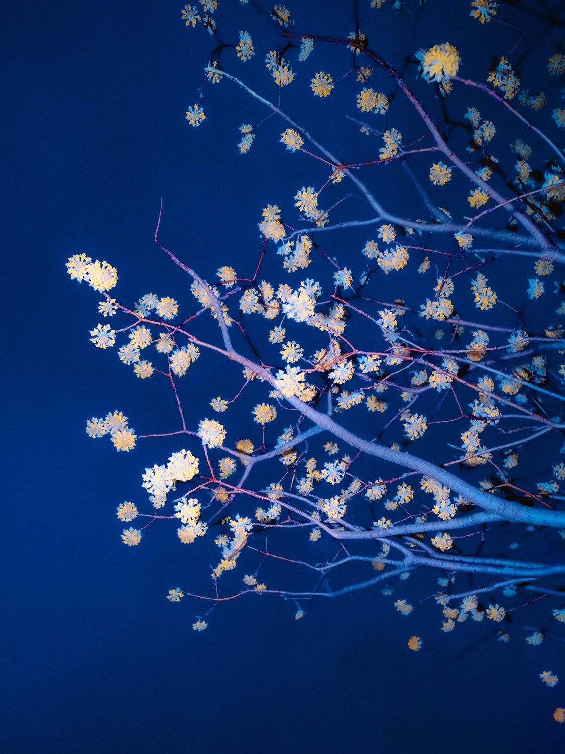 Paul Cupido, Kachou, 2023