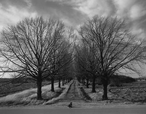 Pentti Sammallahti, Finström, Åland Island, Finland (Dog on Road Between Trees), 1978