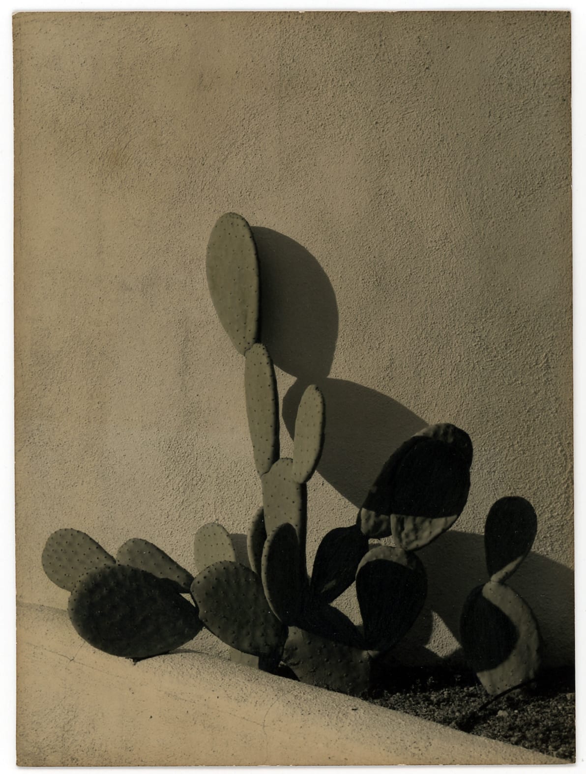 Ernesto Esquer, Prickly Pear, 2018