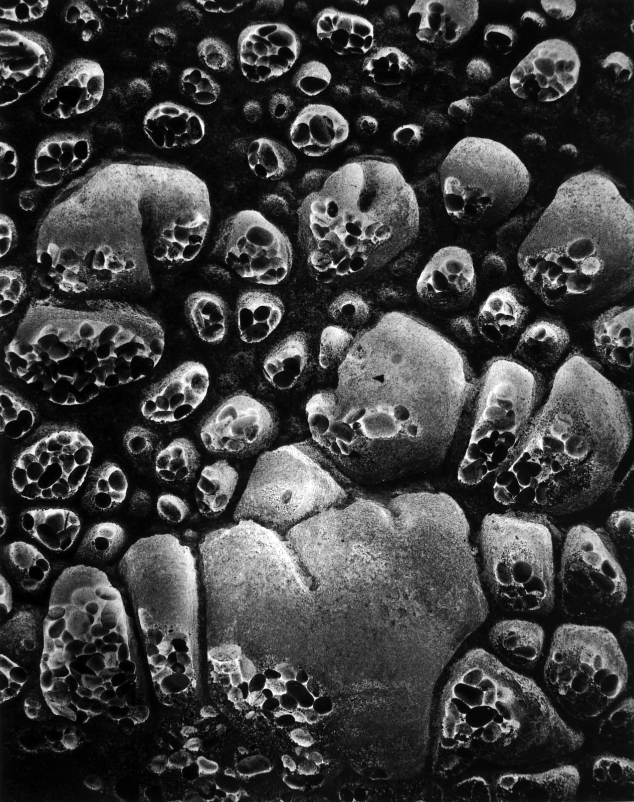 Wynn Bullock, Pebble Beach, 1970 (Printed 1973)