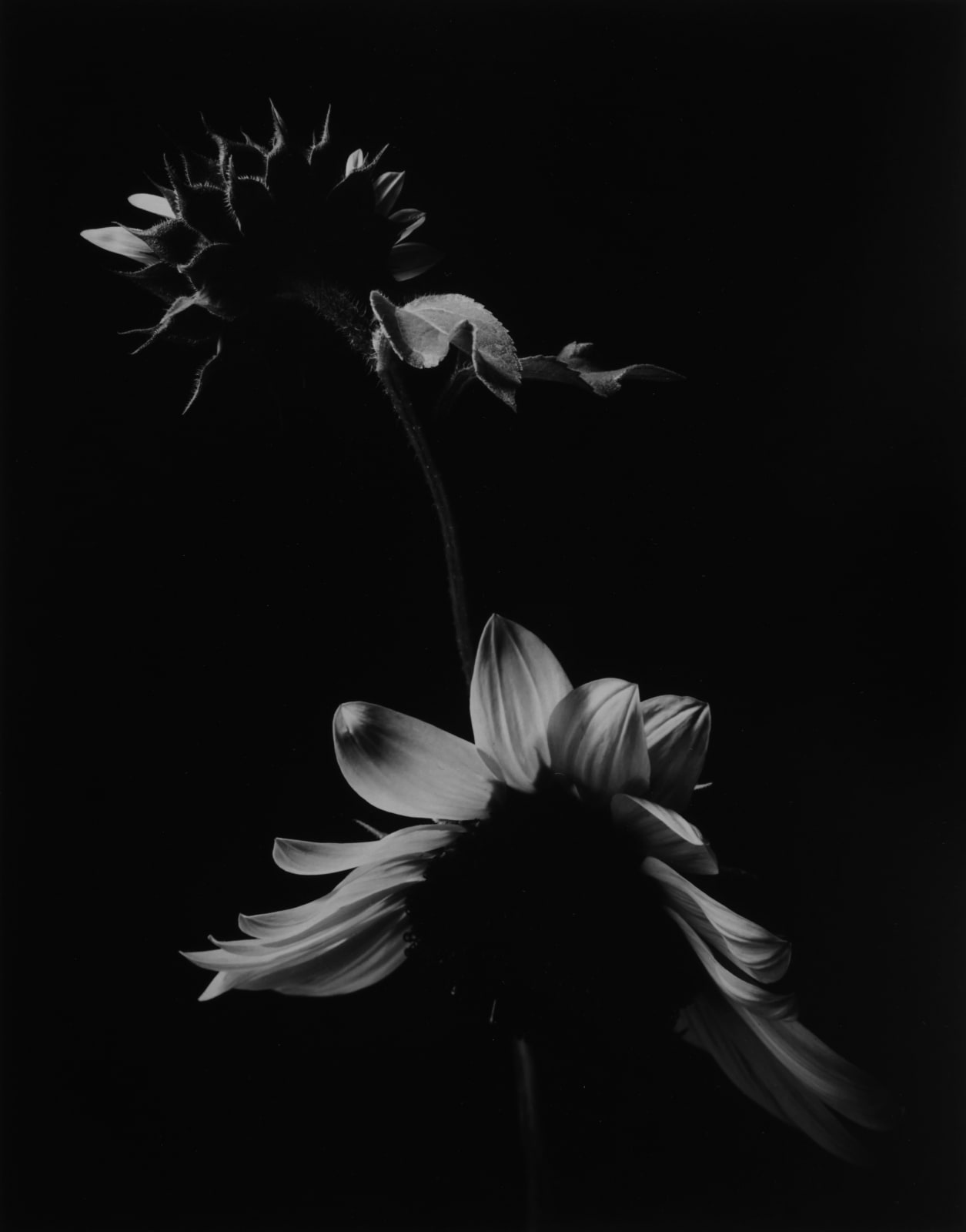 Paul Caponigro, Two sunflowers, Winthrop, MA, 1965, printed 2019
