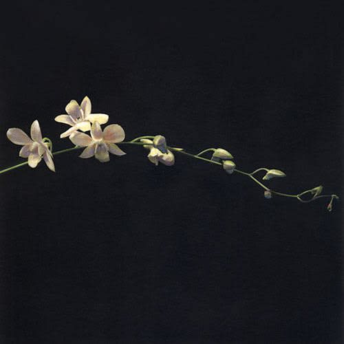 Brigitte Carnochan, Dendrobium, 1999