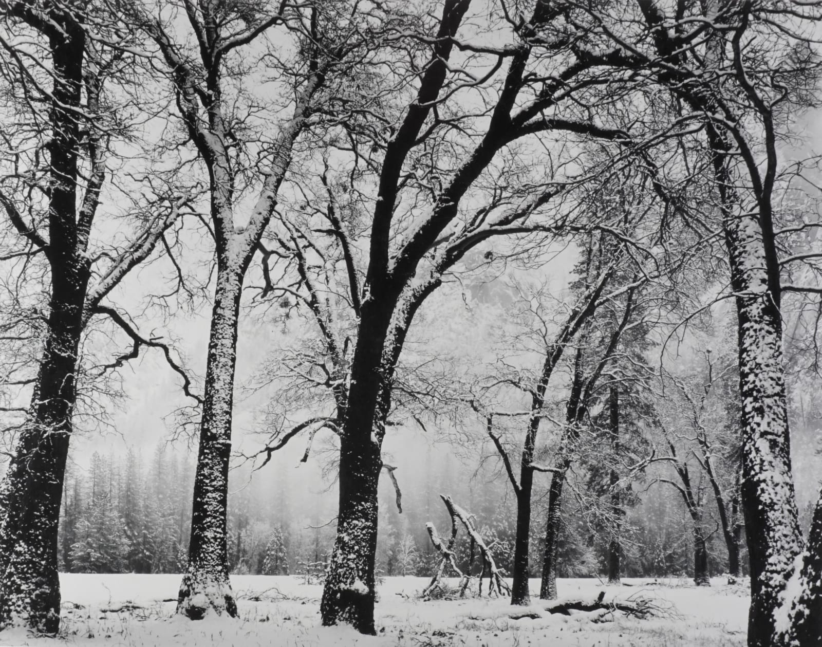 Ray McSavaney, Walking Trees, El Capitan Meadow, Yosemite, 1983