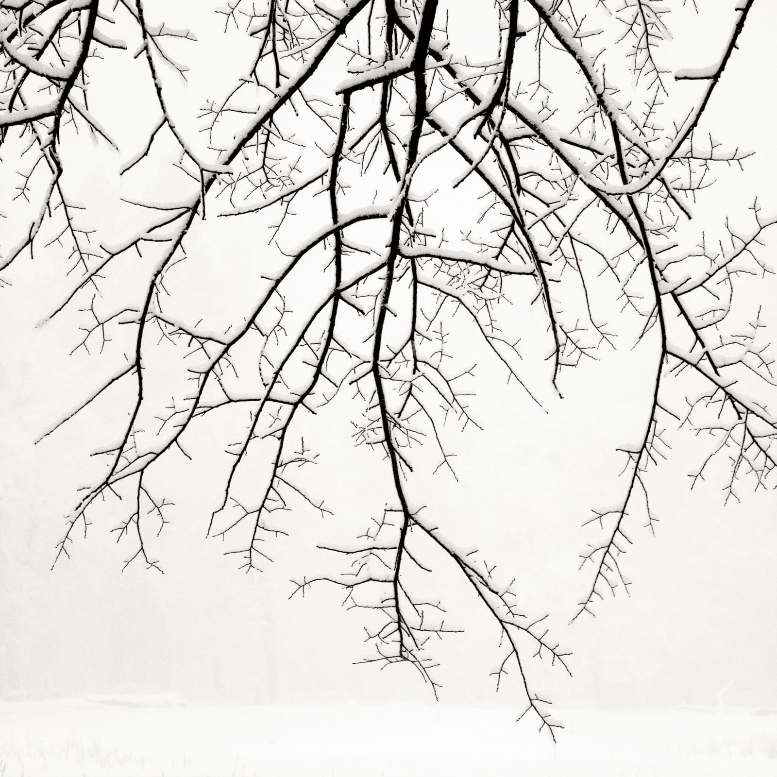 Jeffrey Conley, Hanging Branches with Snow, 2005/Printed 2009