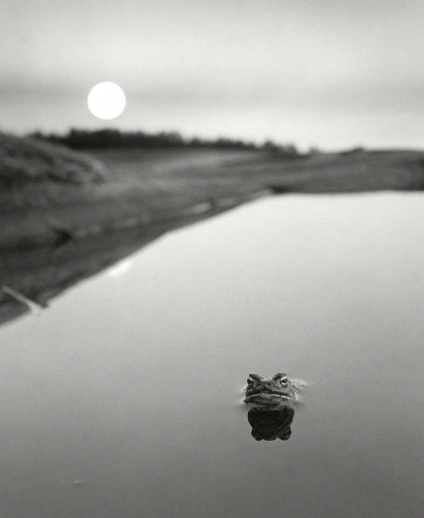 Pentti Sammallahti, Ristisaari, Finland (Frog in Water), 1974