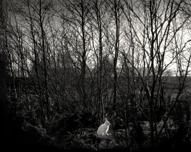 Pentti Sammallahti, Signilskar, Finland (Rabbit), 1974