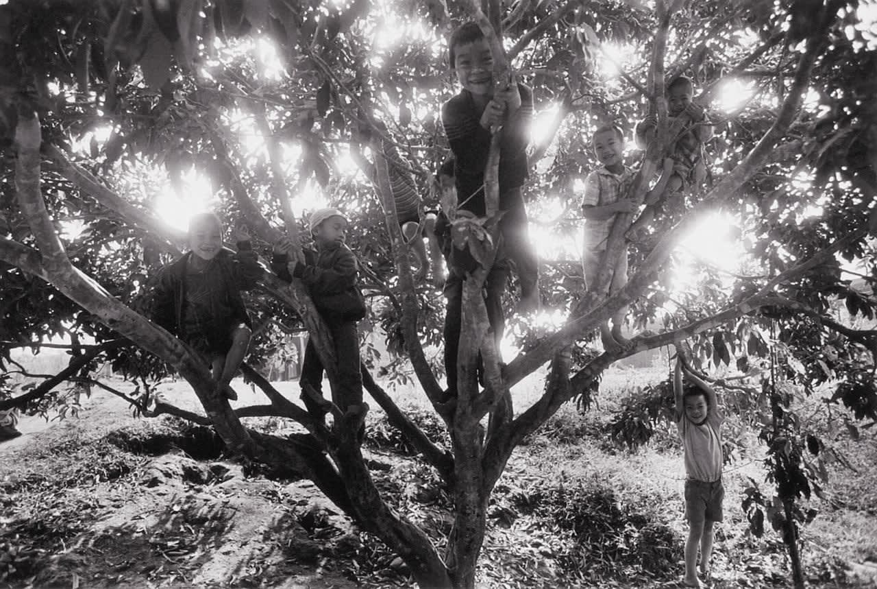 Sebastião Salgado, Children in a school that is entirely supported by the Christian Children's Fund, USA. [children in a tree], Thailand, 1987