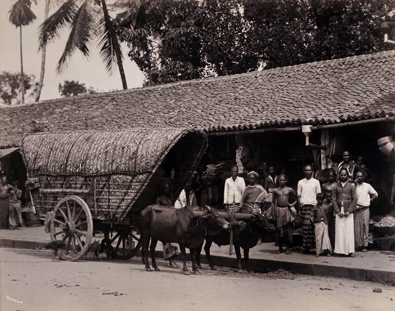 Charles Scowen, Bullock Cart, 1870