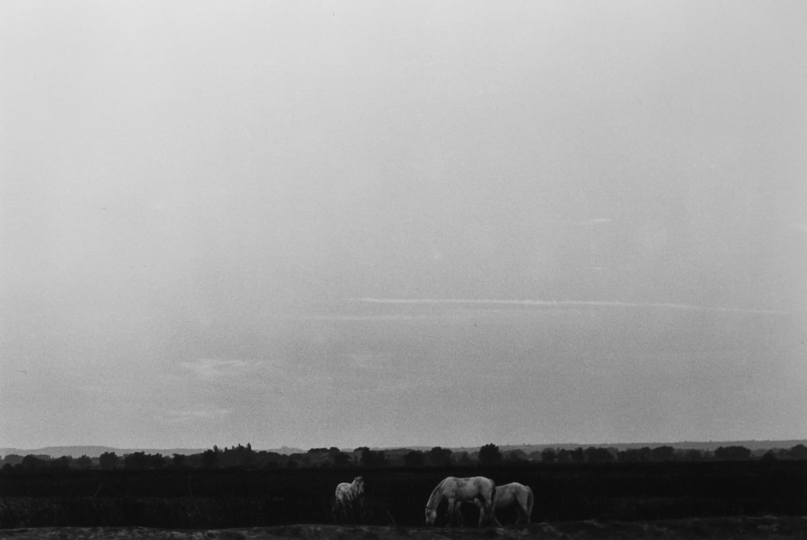 Lilo Raymond, Horses, 1989