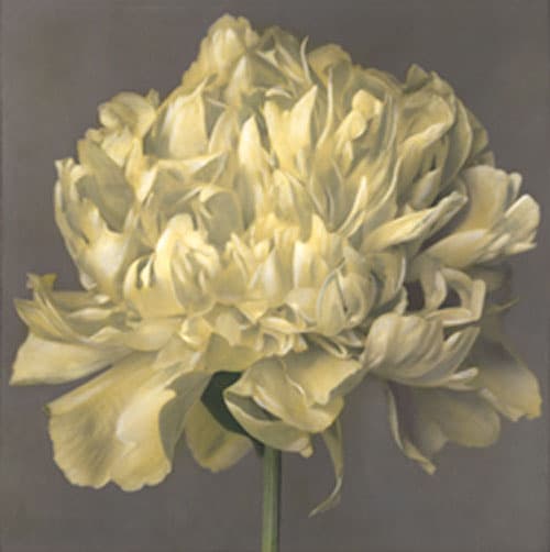 Brigitte Carnochan, Peony III, 2001