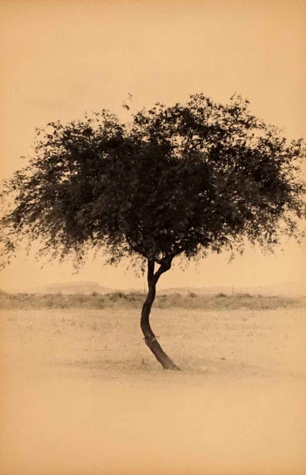 Ernesto Esquer, Tree, 2018