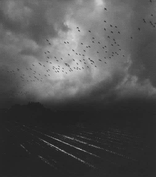 Pentti Sammallahti, Kitakata-Shi, Japan (Birds Flying Over
