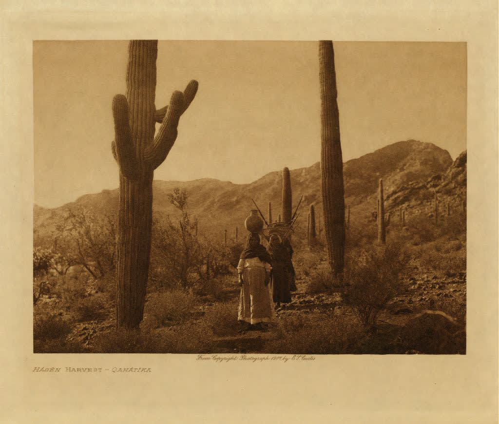 Edward Curtis (United States, b. 1868-1952), Hasen, Harvest - Qahatika, 1915