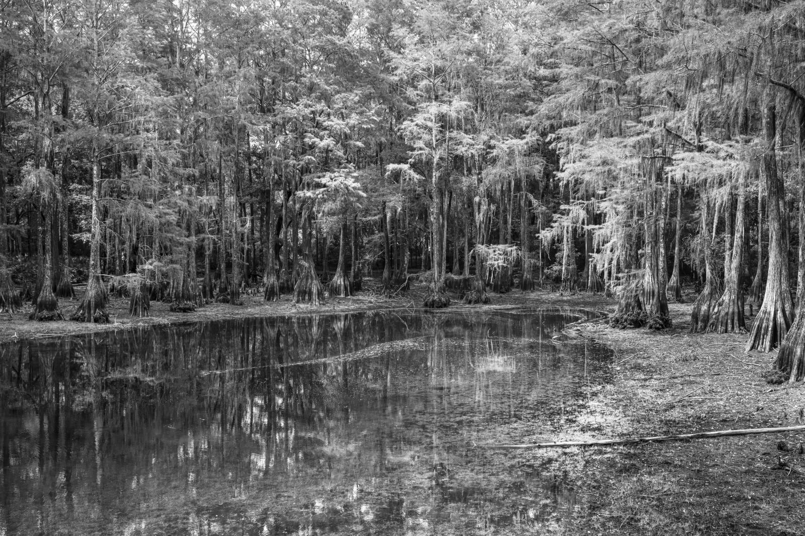 Anastasia Samoylova, Cypresses, Tallahassee, 2020