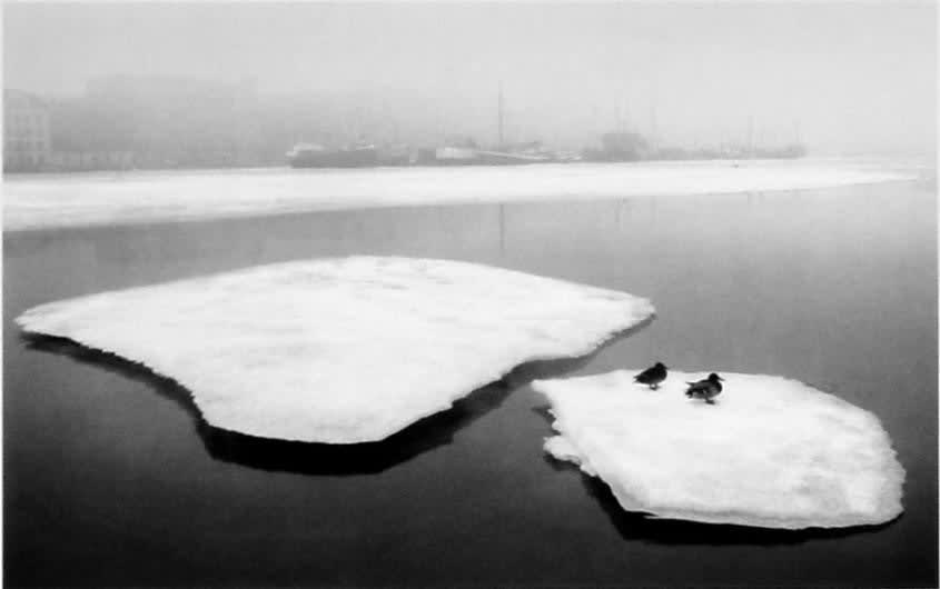 Pentti Sammallahti, Helsinki, Finland (Two Ducks on Ice), 1973