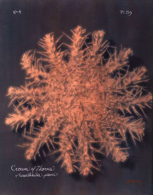 Laszlo Layton, Crown of Thorns, 2005