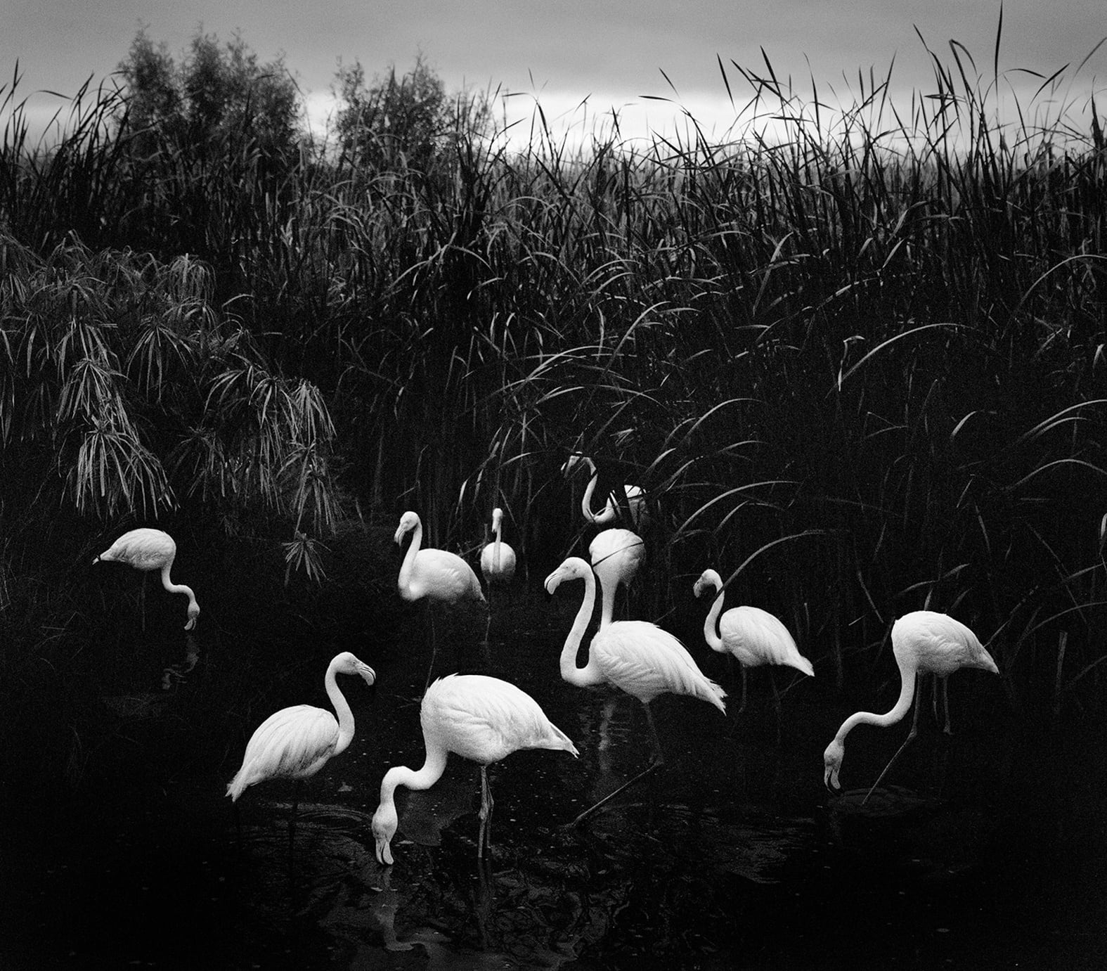 Pentti Sammallahti, Mt. Etio, Namibia (Flamingos), 2005, printed later