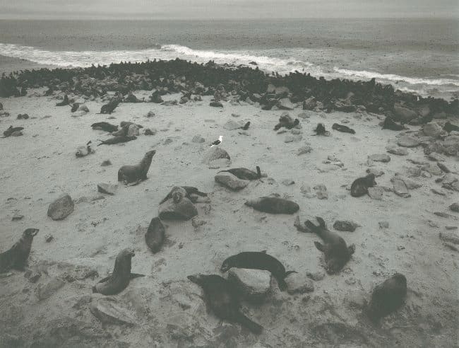 Pentti Sammallahti, Skeleton Coast, Namibia (Sea Lions & Sea Gull), 2005