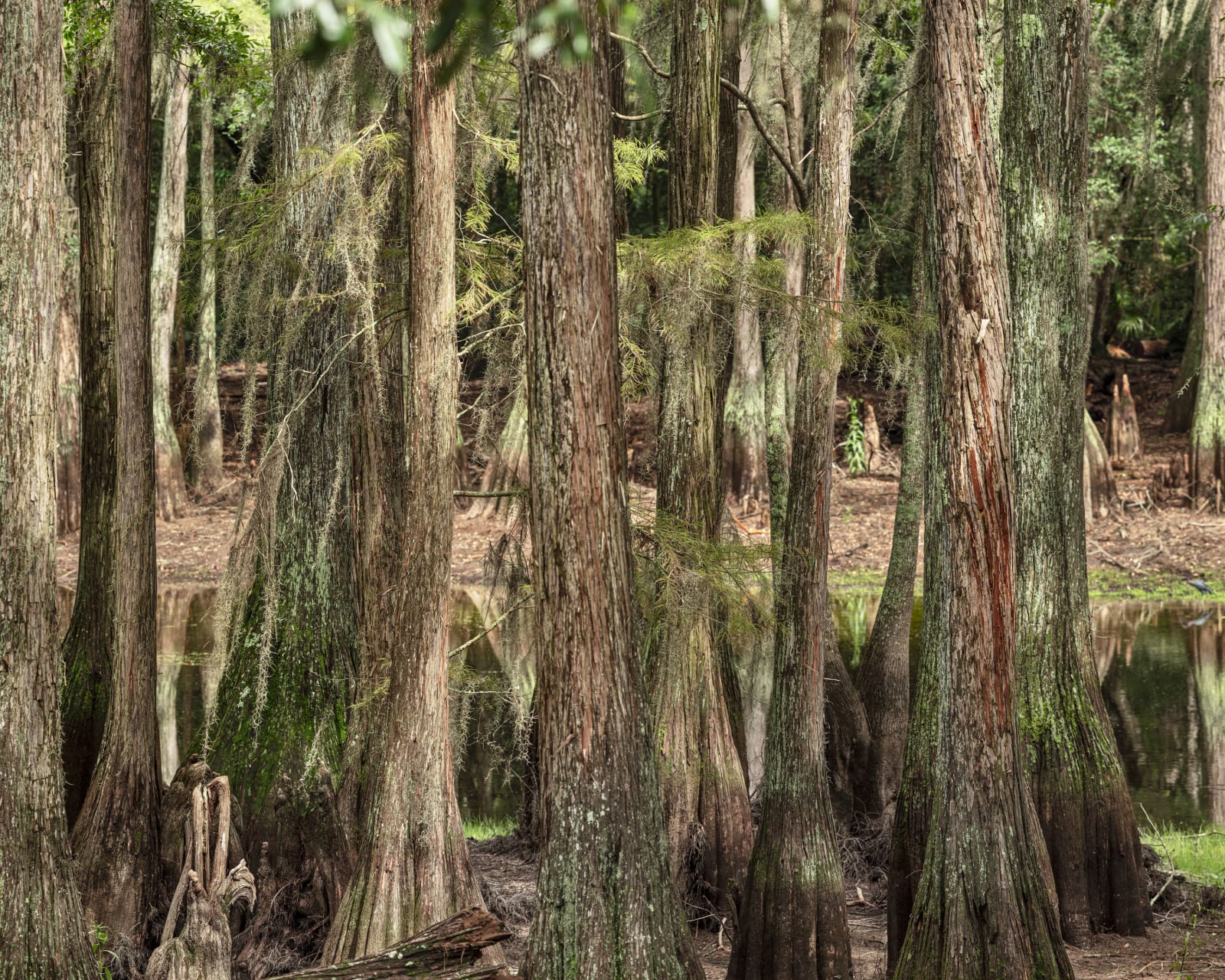 Anastasia Samoylova, Cypresses, Tallahassee, 2020