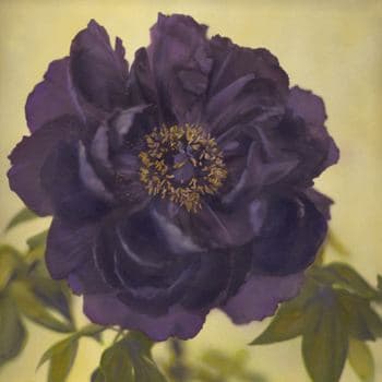 Brigitte Carnochan, Dark Peony, 2004 / Printed Later