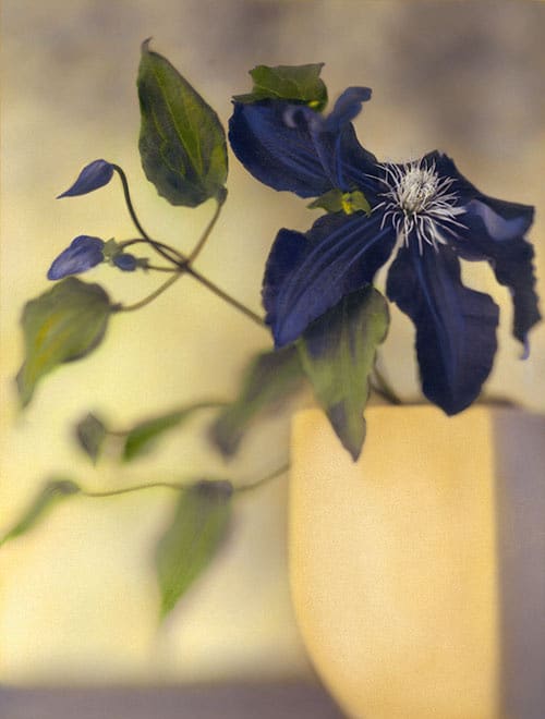 Brigitte Carnochan, Clematis, 2004