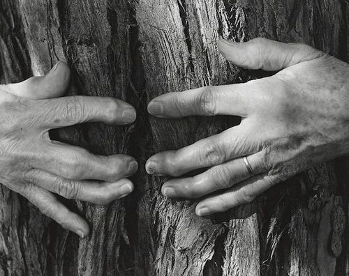 Wynn Bullock, Woman's Hands, 1956
