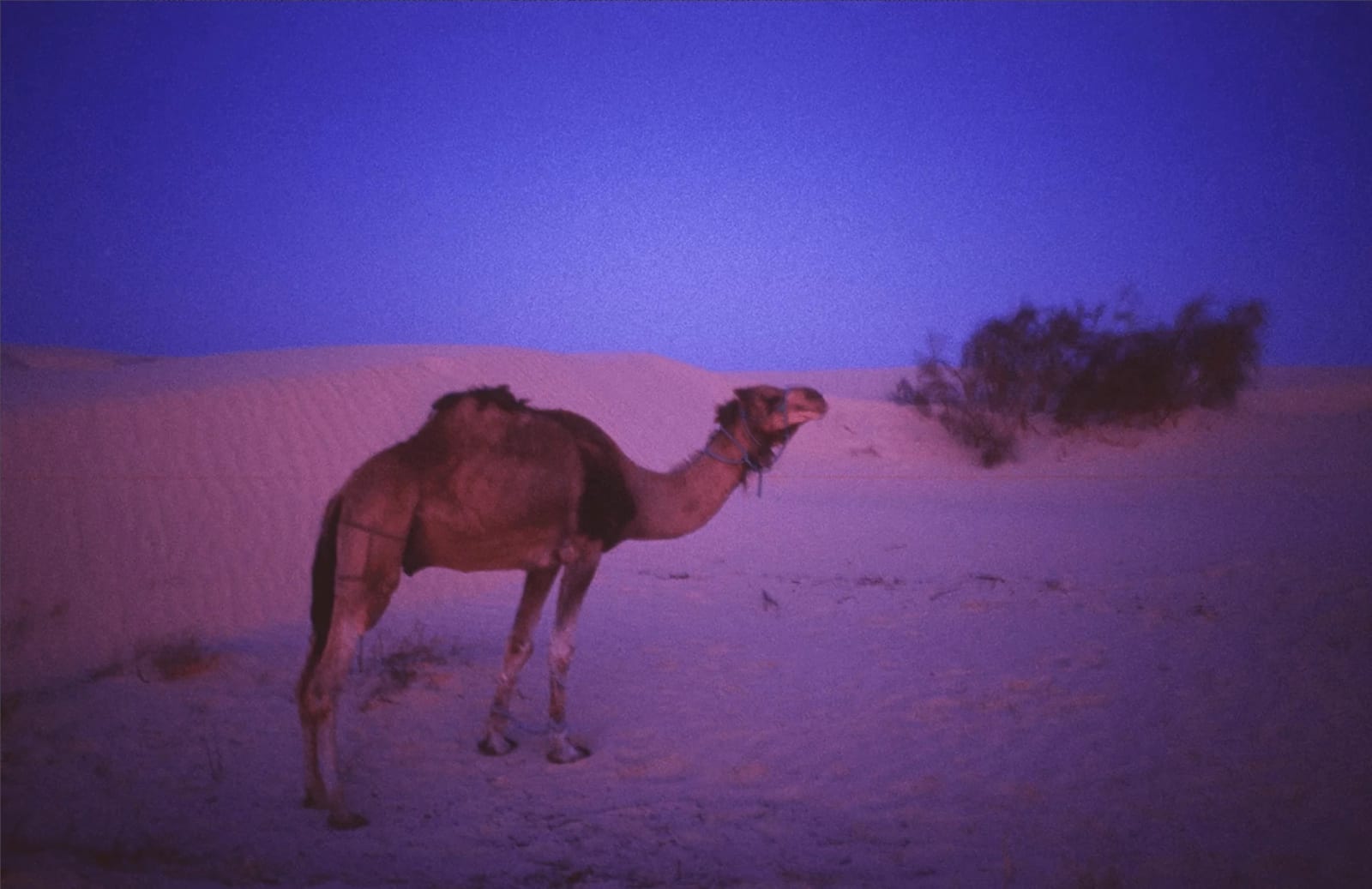 Dolores Marat, Le chameau heureux, Tunisie, 1997 (printed later)