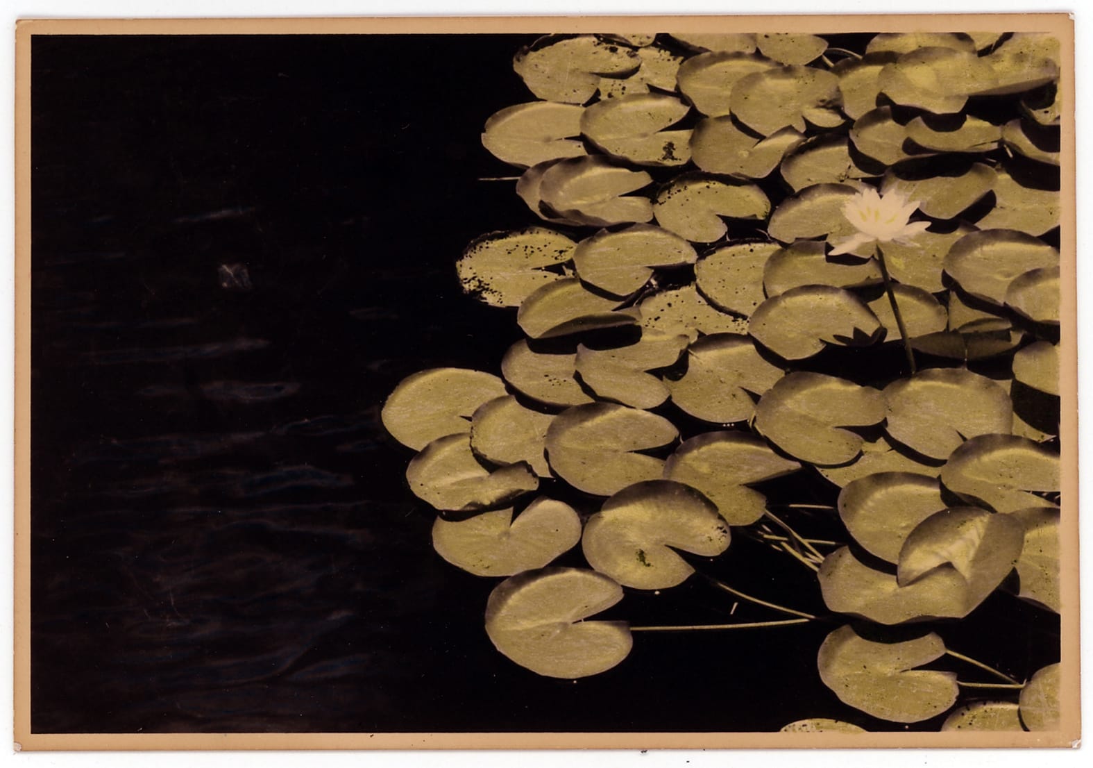 Ernesto Esquer, Lily Flower and Pads, 2015 (Printed 2018)