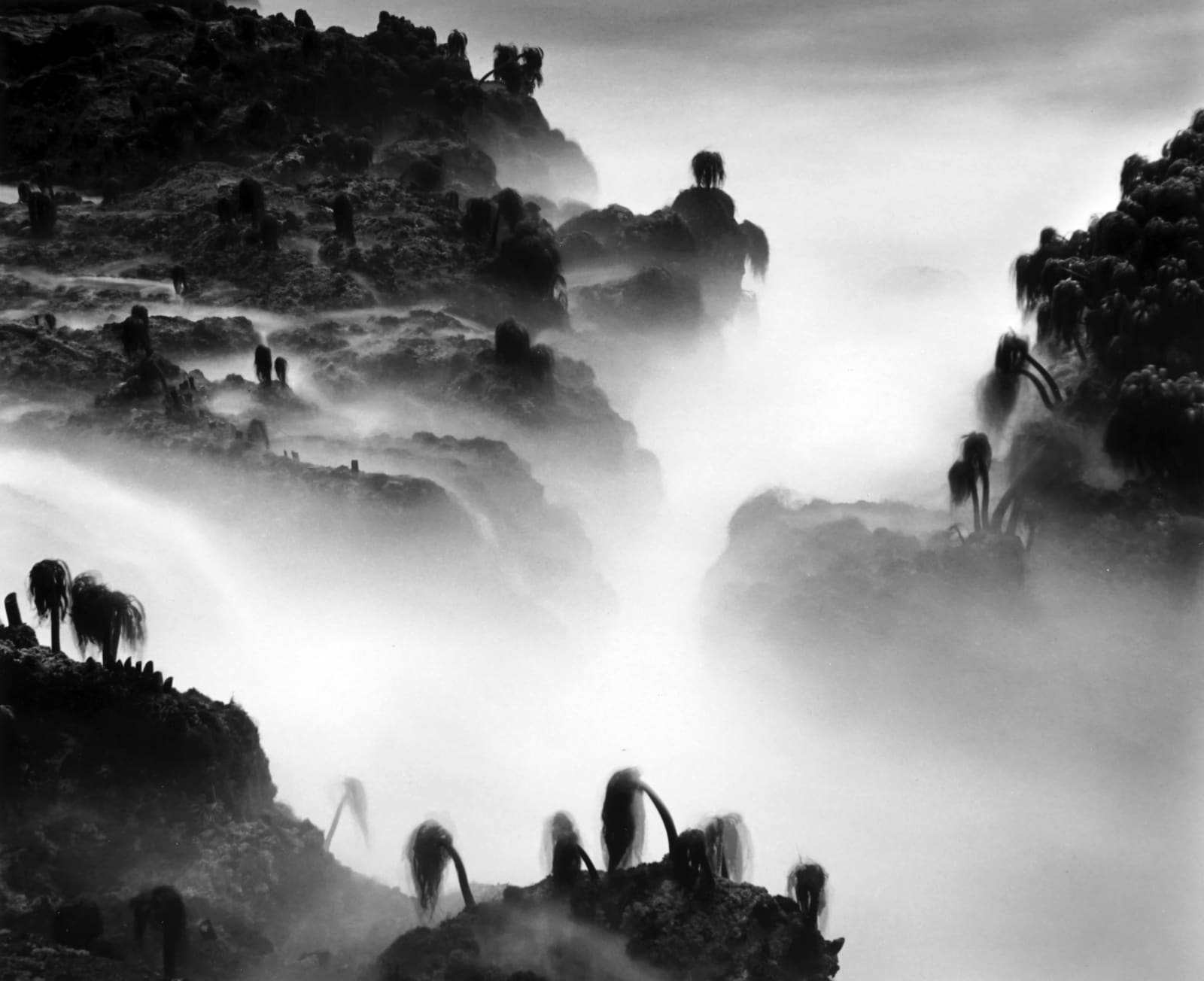 Wynn Bullock, Sea Palms, 1968 (Printed 1973)