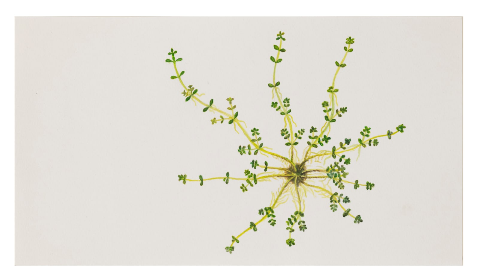 Melanie Smith, Animation drawing for Axolotl 15, 2025