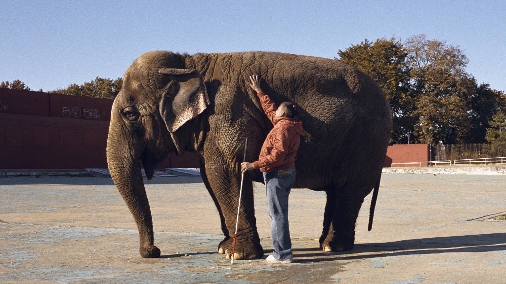 Javier Téllez, The Elephant and the Blind Men [Denise], 2008