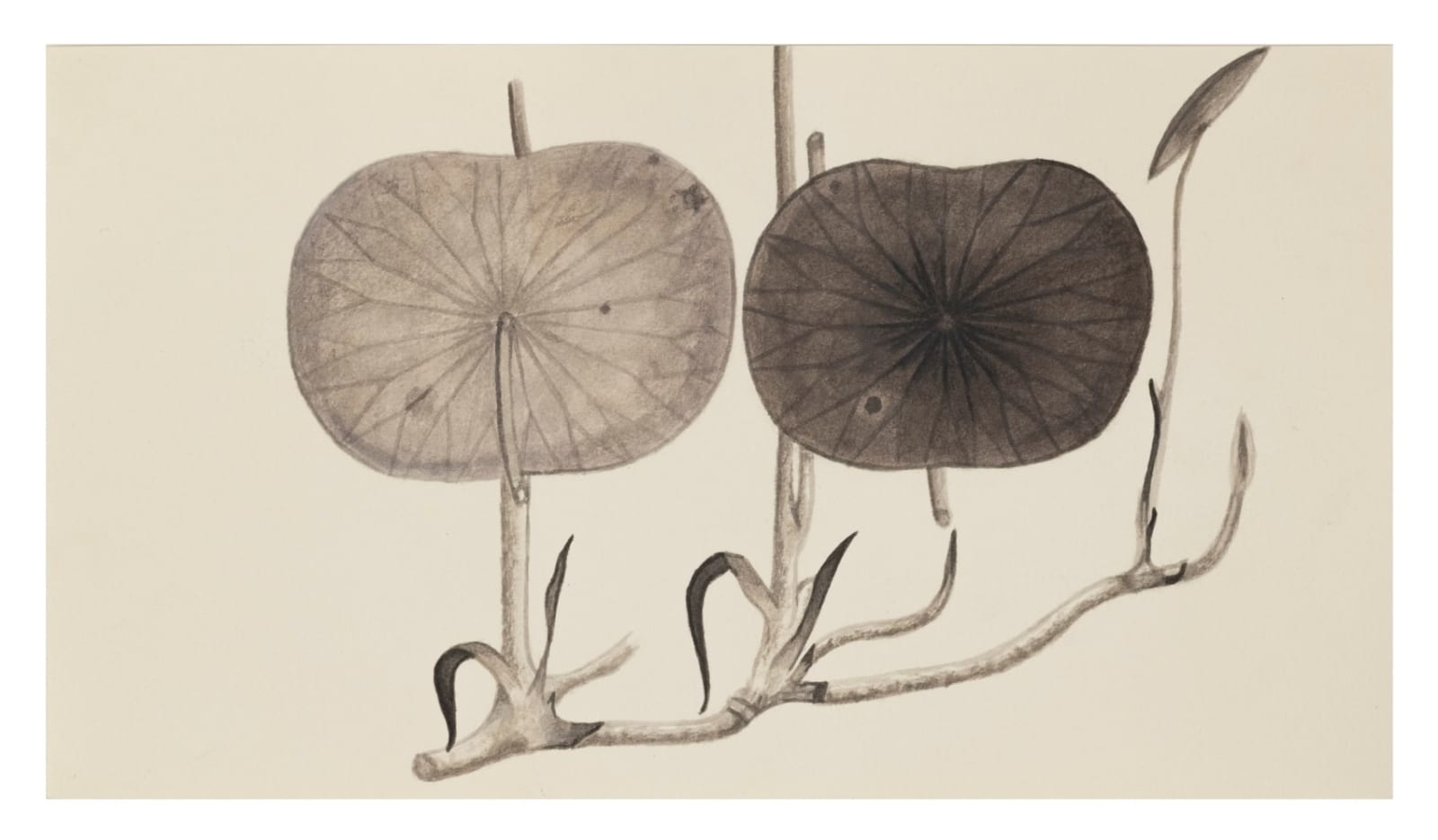 Melanie Smith, Animation drawing for Axolotl 41, 2025