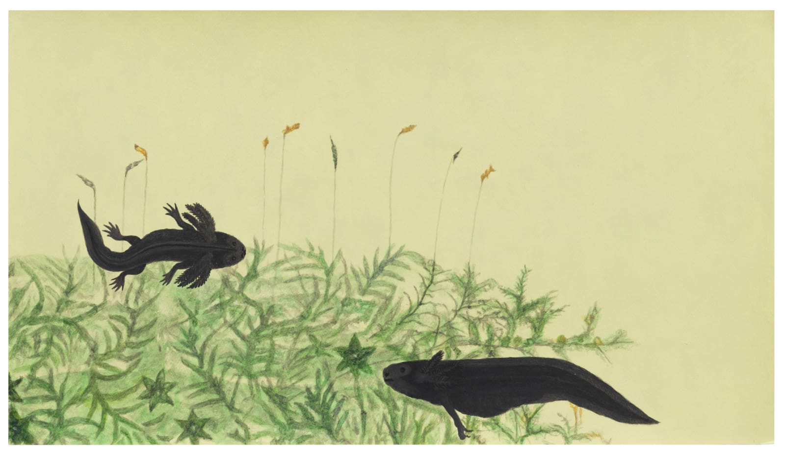 Melanie Smith, Animation drawing for Axolotl 4, 2025