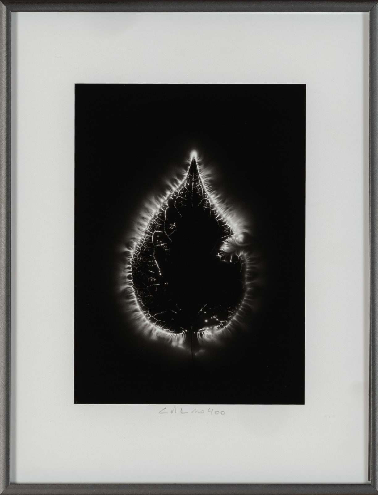 Marie-Jeanne Musiol, Corps de lumière #400 (Leaf), 2018