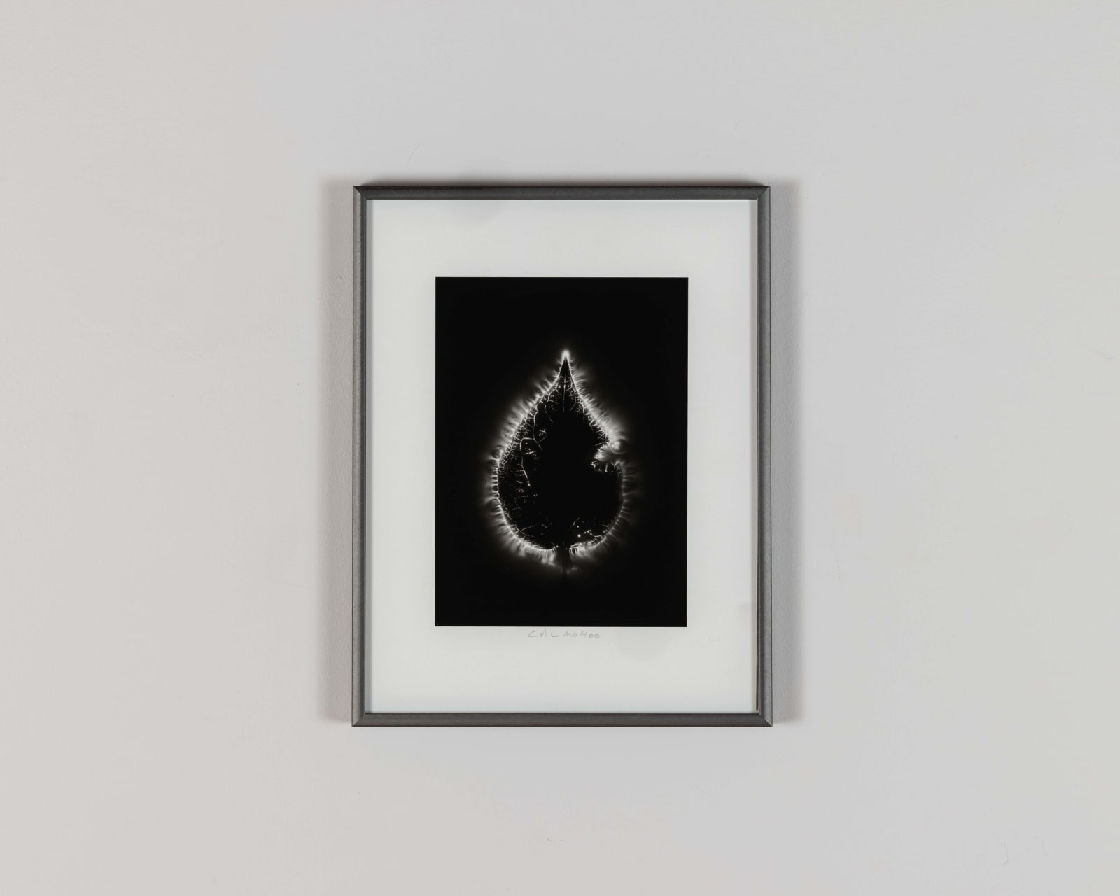 Marie-Jeanne Musiol, Corps de lumière #400 (Leaf), 2018