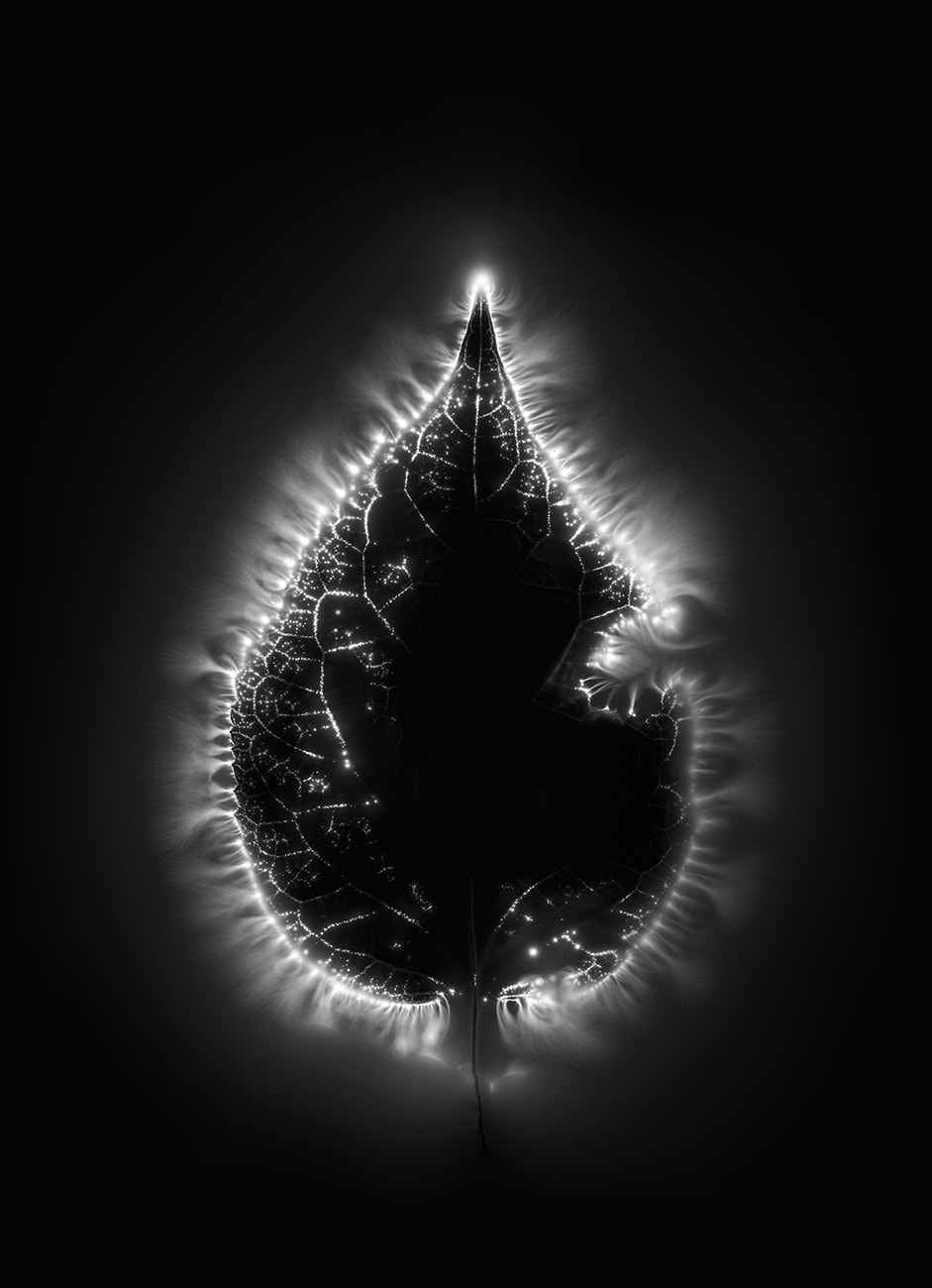 Marie-Jeanne Musiol, Corps de lumière #400 (Leaf), 2018
