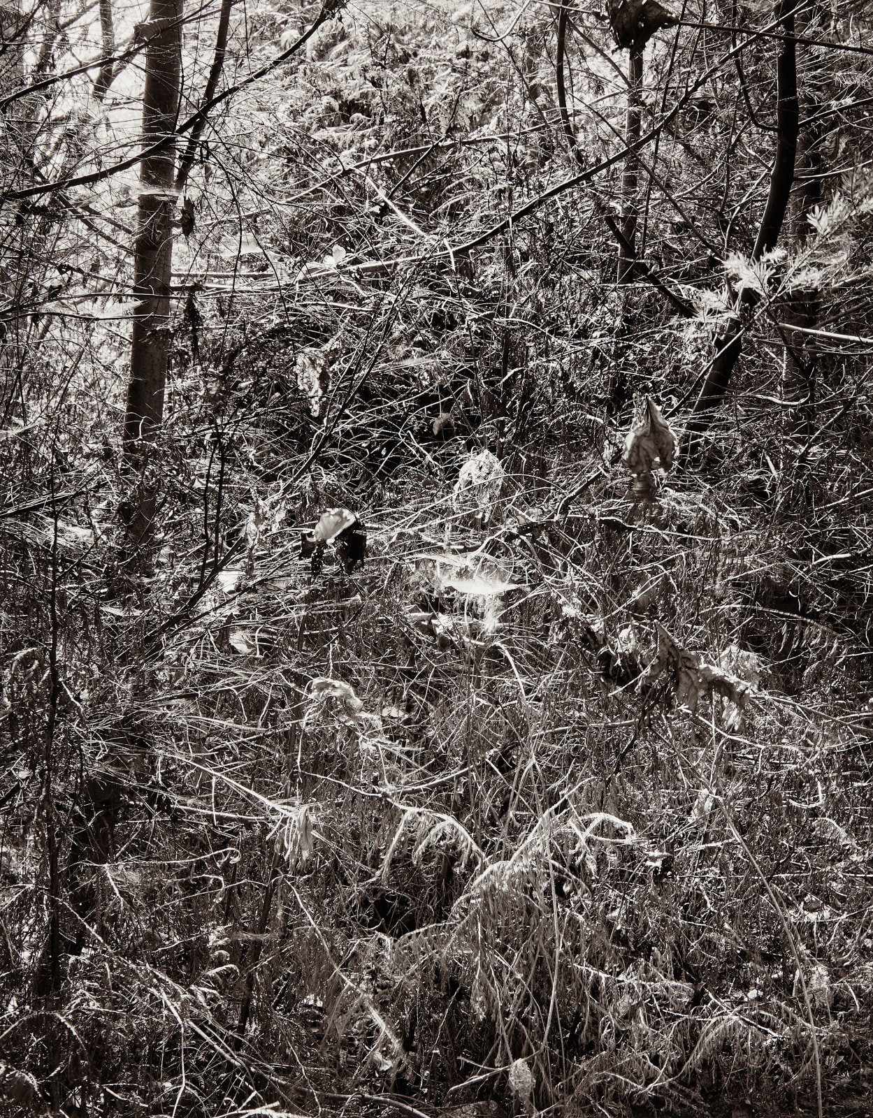 Michael Wesik, Cedar Thicket, Abeyance, Composition No. 5, 2022