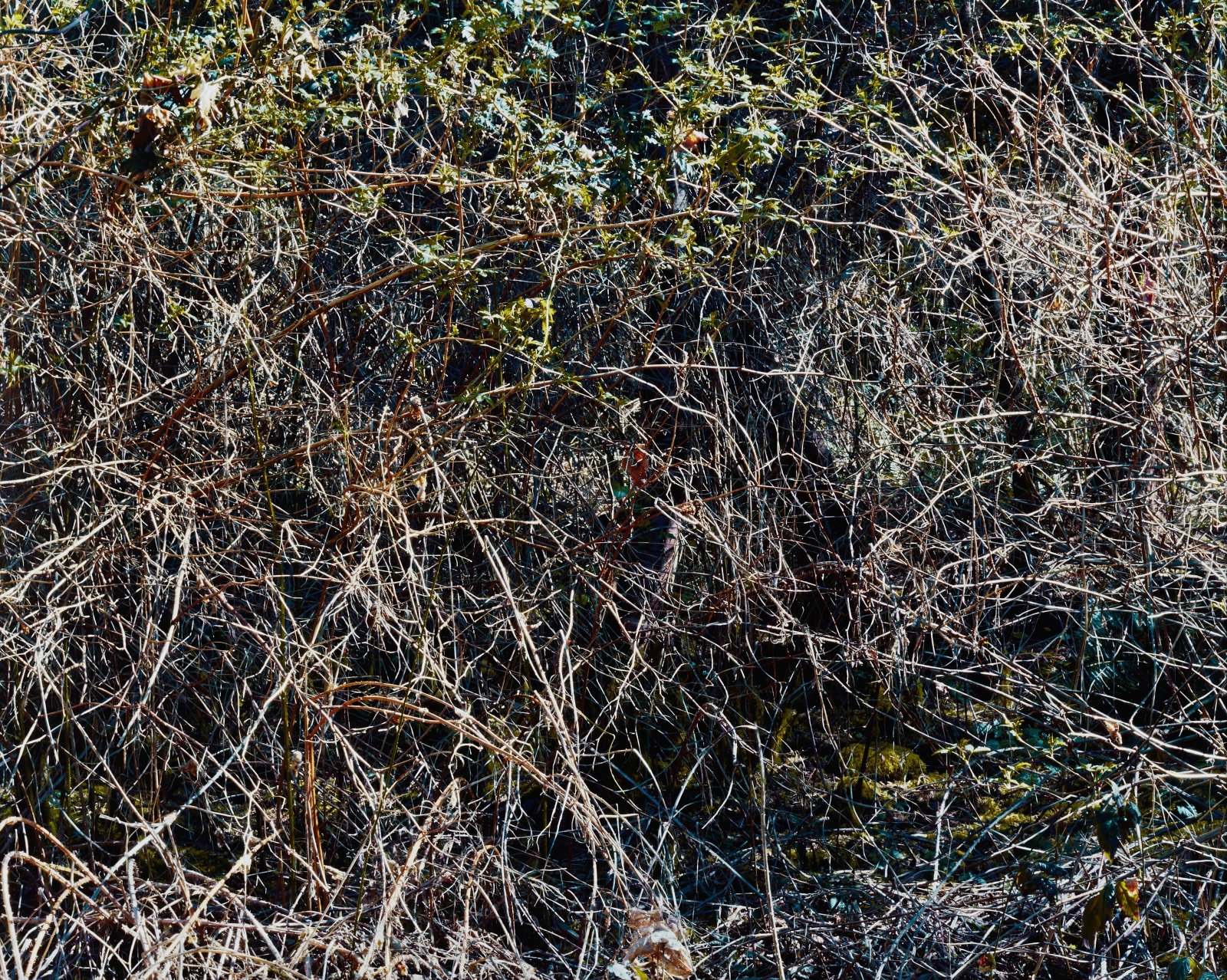 Michael Wesik, Salmonberry Thicket, Composition No. 6, 2023