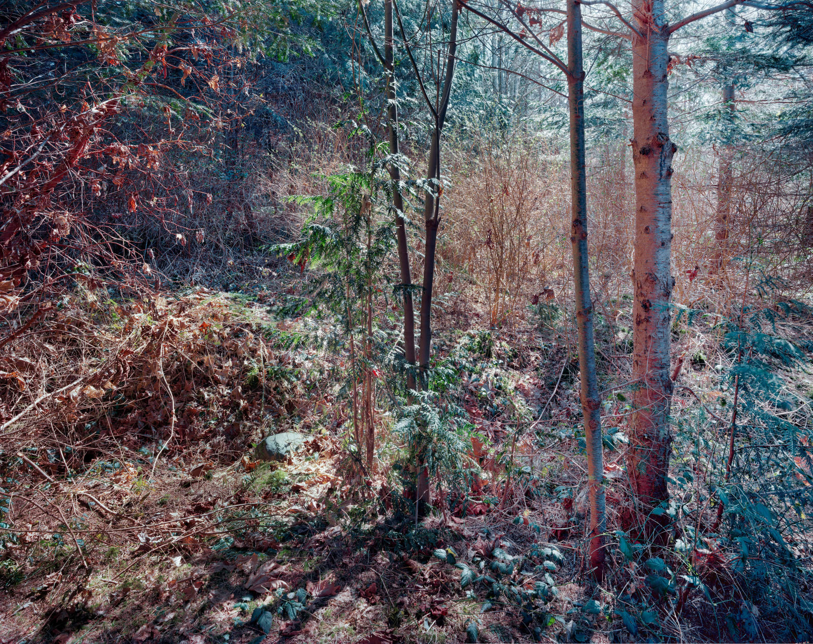 Michael Wesik, Forest Thicket, Composition No. 5, 2022