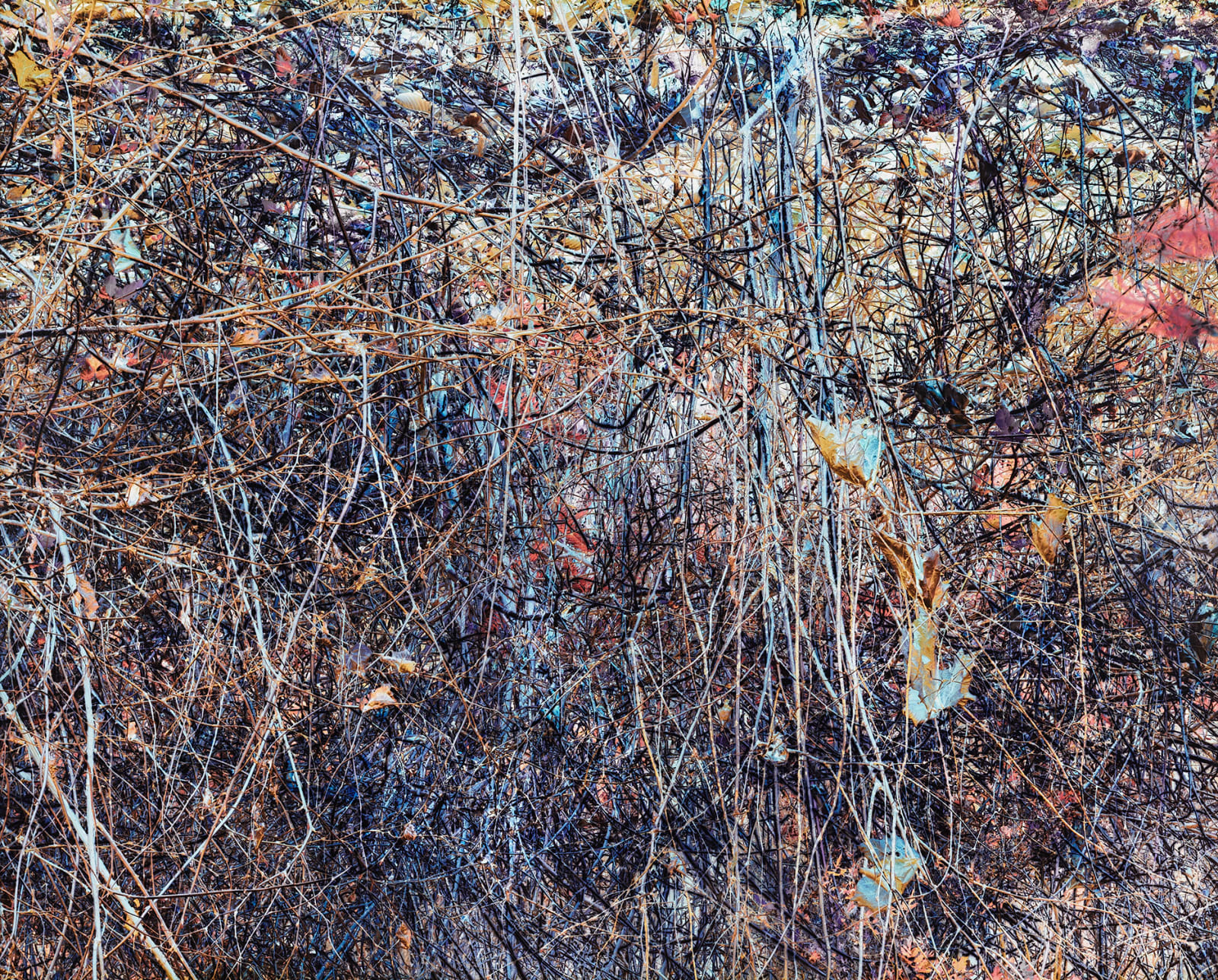 Michael Wesik, Salmonberry Thicket, Composition No. 5, 2022