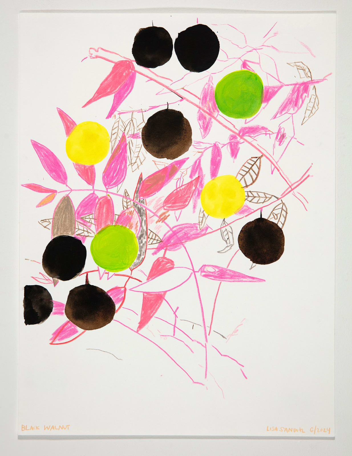 Lisa Sanditz, Black Walnut, 2024